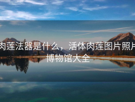 肉莲法器是什么，活体肉莲图片照片博物馆大全